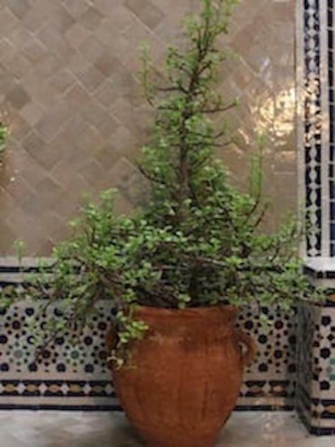 Traditional Moroccan House Taghazout Kültér fotó